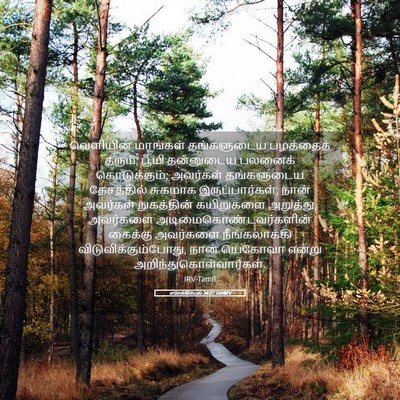 Picture 05 - எசேக்கியேல் 34:27 TAMIRV - வெளியின் மரங்கள் - Bible Verse Picture