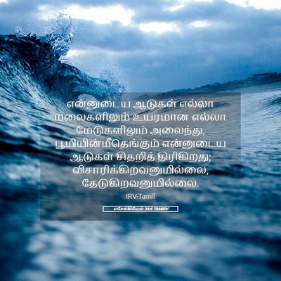 Picture 05 - எசேக்கியேல் 34:6 TAMIRV - என்னுடைய ஆடுகள் - Bible Verse Picture