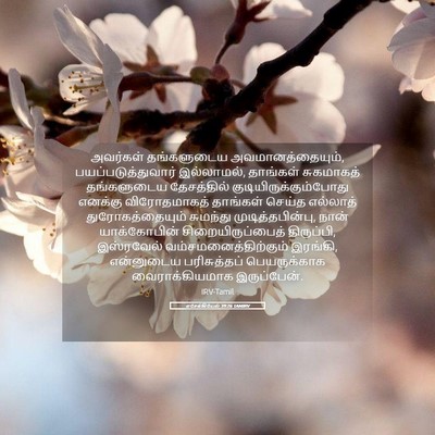 Picture 05 - எசேக்கியேல் 39:26 TAMIRV - அவர்கள் தங்களுடைய - Bible Verse Picture