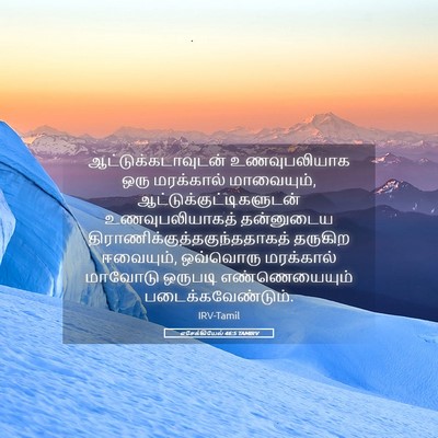 Picture 05 - எசேக்கியேல் 46:5 TAMIRV - ஆட்டுக்கடாவுடன் - Bible Verse Picture