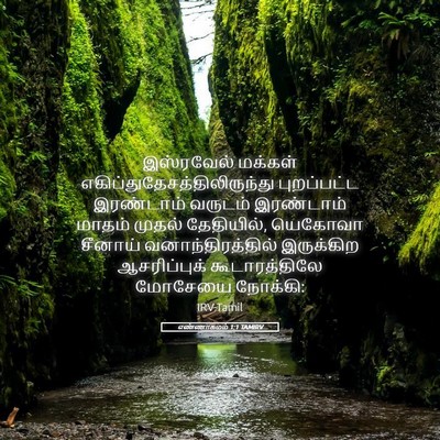 Picture 05 - எண்ணாகமம் 1:1 TAMIRV - இஸ்ரவேல் மக்கள் - Bible Verse Picture