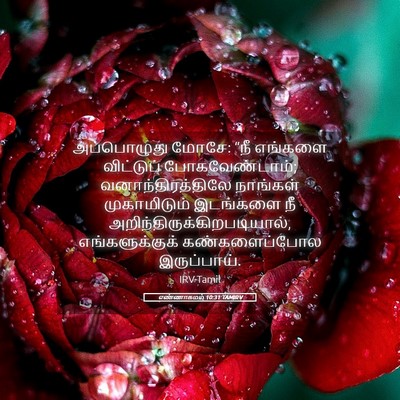Picture 05 - எண்ணாகமம் 10:31 TAMIRV - அப்பொழுது மோசே: - Bible Verse Picture