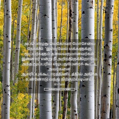 Picture 05 - எண்ணாகமம் 11:16 TAMIRV - அப்பொழுது யெகோவா - Bible Verse Picture