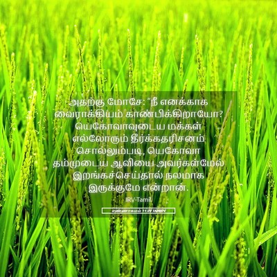 Picture 05 - எண்ணாகமம் 11:29 TAMIRV - அதற்கு மோசே: “நீ - Bible Verse Picture