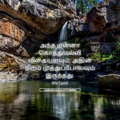 Picture 05 - எண்ணாகமம் 11:7 TAMIRV - அந்த மன்னா - Bible Verse Picture