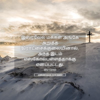 Picture 05 - எண்ணாகமம் 13:24 TAMIRV - இஸ்ரவேல் மக்கள் - Bible Verse Picture