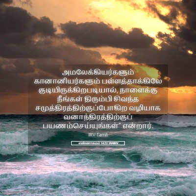 Picture 05 - எண்ணாகமம் 14:25 TAMIRV - அமலேக்கியர்களும் - Bible Verse Picture