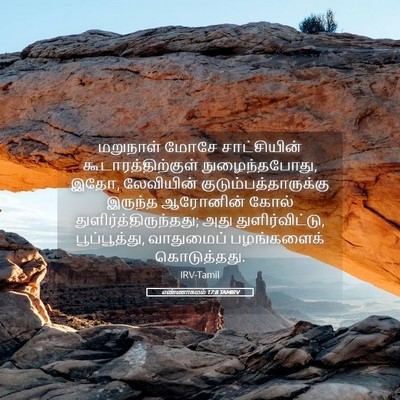Picture 05 - எண்ணாகமம் 17:8 TAMIRV - மறுநாள் மோசே - Bible Verse Picture