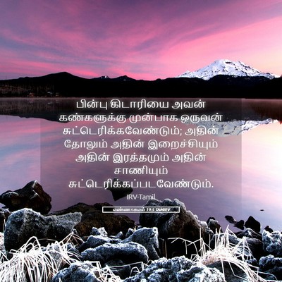 Picture 05 - எண்ணாகமம் 19:5 TAMIRV - பின்பு கிடாரியை - Bible Verse Picture