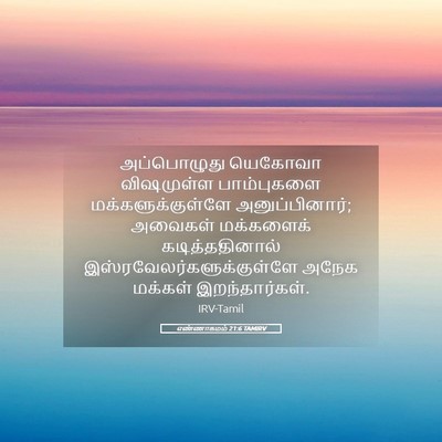Picture 05 - எண்ணாகமம் 21:6 TAMIRV - அப்பொழுது யெகோவா - Bible Verse Picture