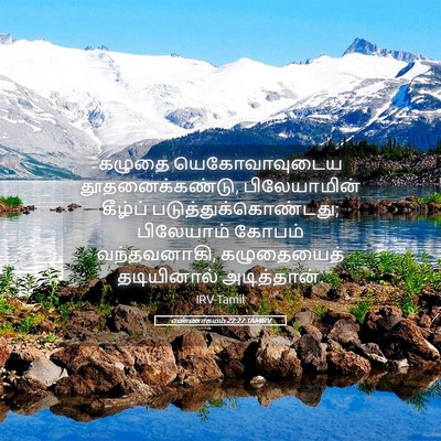 Picture 05 - எண்ணாகமம் 22:27 TAMIRV - கழுதை யெகோவாவுடைய - Bible Verse Picture