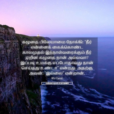 Picture 05 - எண்ணாகமம் 22:30 TAMIRV - கழுதை பிலேயாமை - Bible Verse Picture