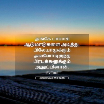 Picture 05 - எண்ணாகமம் 22:40 TAMIRV - அங்கே பாலாக் - Bible Verse Picture