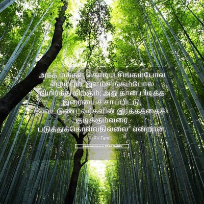 Picture 05 - எண்ணாகமம் 23:24 TAMIRV - அந்த மக்கள் கொடிய - Bible Verse Picture