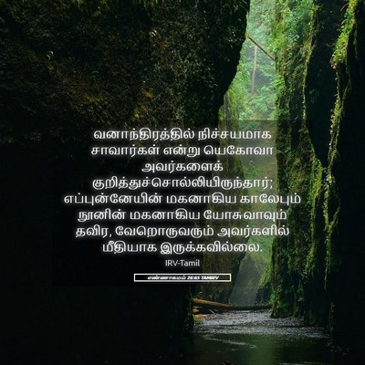 Picture 05 - எண்ணாகமம் 26:65 TAMIRV - வனாந்திரத்தில் - Bible Verse Picture