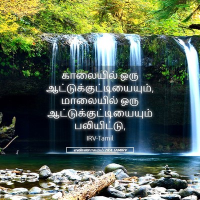 Picture 05 - எண்ணாகமம் 28:4 TAMIRV - காலையில் ஒரு - Bible Verse Picture