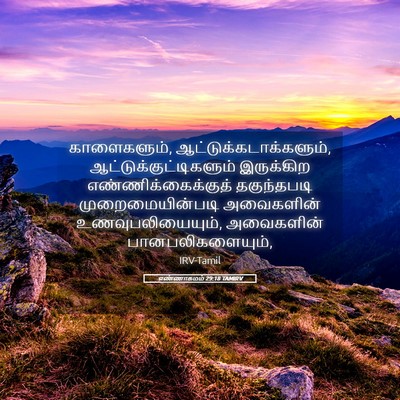 Picture 05 - எண்ணாகமம் 29:18 TAMIRV - காளைகளும், - Bible Verse Picture