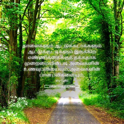 Picture 05 - எண்ணாகமம் 29:21 TAMIRV - காளைகளும் - Bible Verse Picture