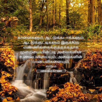Picture 05 - எண்ணாகமம் 29:27 TAMIRV - காளைகளும், - Bible Verse Picture