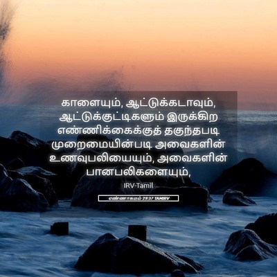 Picture 05 - எண்ணாகமம் 29:37 TAMIRV - காளையும், - Bible Verse Picture