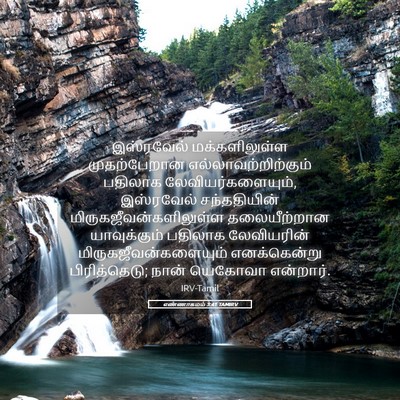 Picture 05 - எண்ணாகமம் 3:41 TAMIRV - இஸ்ரவேல் - Bible Verse Picture
