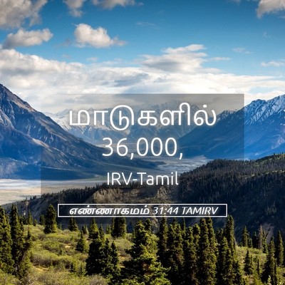 Picture 05 - எண்ணாகமம் 31:44 TAMIRV - மாடுகளில் - Bible Verse Picture