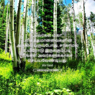 Picture 05 - எண்ணாகமம் 4:19 TAMIRV - அவர்கள் மகா - Bible Verse Picture