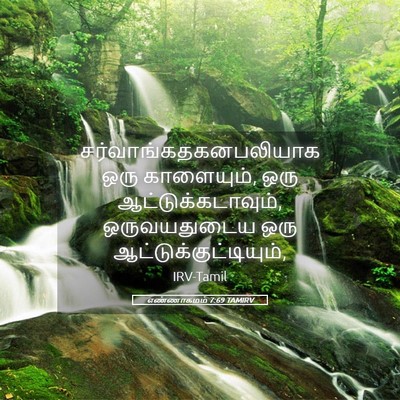 Picture 05 - எண்ணாகமம் 7:69 TAMIRV -  - Bible Verse Picture
