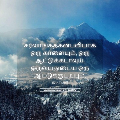 Picture 05 - எண்ணாகமம் 7:81 TAMIRV -  - Bible Verse Picture