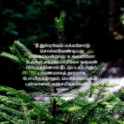 Picture 05 - எண்ணாகமம் 9:10 TAMIRV - “நீ இஸ்ரவேல் - Bible Verse Picture