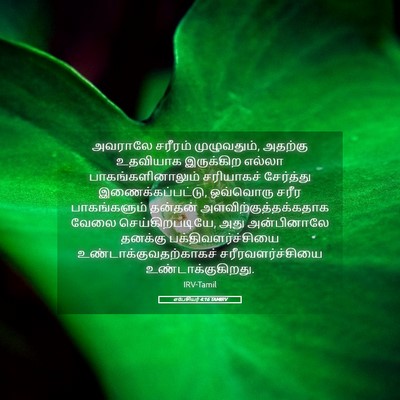 Picture 05 - எபேசியர் 4:16 TAMIRV - அவராலே சரீரம் - Bible Verse Picture