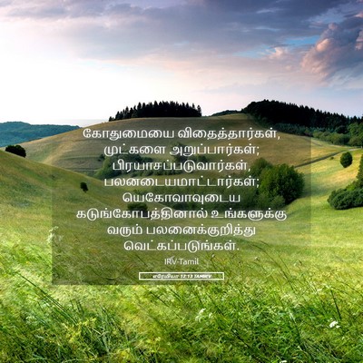 Picture 05 - எரேமியா 12:13 TAMIRV - கோதுமையை - Bible Verse Picture