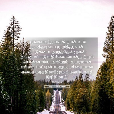 Picture 05 - எரேமியா 2:20 TAMIRV -  - Bible Verse Picture