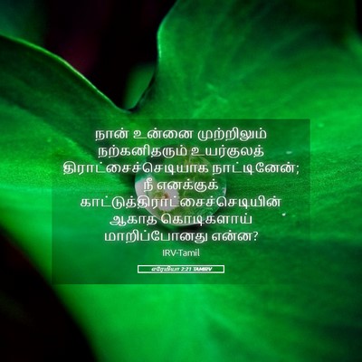 Picture 05 - எரேமியா 2:21 TAMIRV - நான் உன்னை - Bible Verse Picture