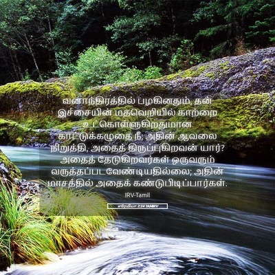 Picture 05 - எரேமியா 2:24 TAMIRV - வனாந்திரத்தில் - Bible Verse Picture