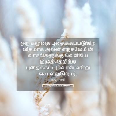 Picture 05 - எரேமியா 22:19 TAMIRV - ஒரு கழுதை - Bible Verse Picture