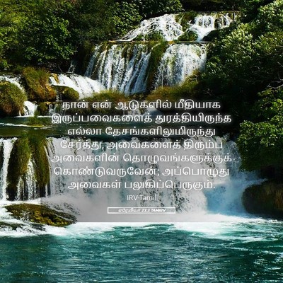 Picture 05 - எரேமியா 23:3 TAMIRV - நான் என் ஆடுகளில் - Bible Verse Picture