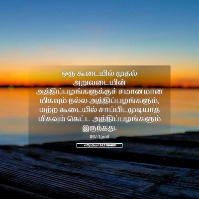 Picture 05 - எரேமியா 24:2 TAMIRV - ஒரு கூடையில் - Bible Verse Picture