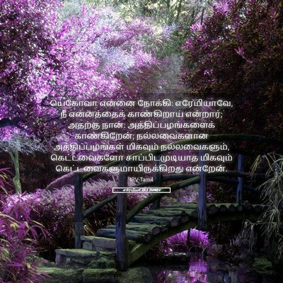 Picture 05 - எரேமியா 24:3 TAMIRV - யெகோவா என்னை - Bible Verse Picture