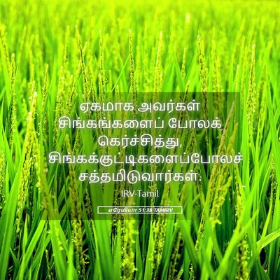 Picture 05 - எரேமியா 51:38 TAMIRV - ஏகமாக அவர்கள் - Bible Verse Picture