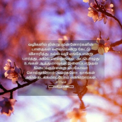Picture 05 - எரேமியா 6:16 TAMIRV - வழிகளில் நின்று, - Bible Verse Picture