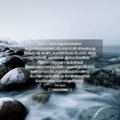 Picture 05 - எரேமியா 6:9 TAMIRV -  - Bible Verse Picture