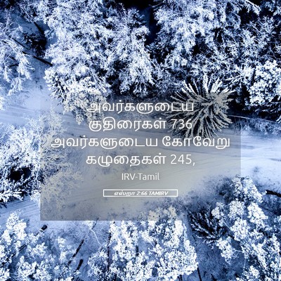 Picture 05 - எஸ்றா 2:66 TAMIRV - அவர்களுடைய - Bible Verse Picture