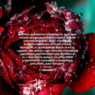 Picture 05 - எஸ்றா 9:9 TAMIRV - நாங்கள் - Bible Verse Picture