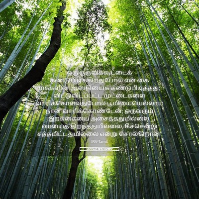 Picture 05 - ஏசாயா 10:14 TAMIRV - ஒரு - Bible Verse Picture