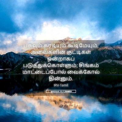 Picture 05 - ஏசாயா 11:7 TAMIRV - பசுவும் கரடியும் - Bible Verse Picture
