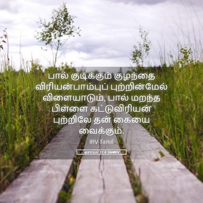 Picture 05 - ஏசாயா 11:8 TAMIRV - பால் குடிக்கும் - Bible Verse Picture