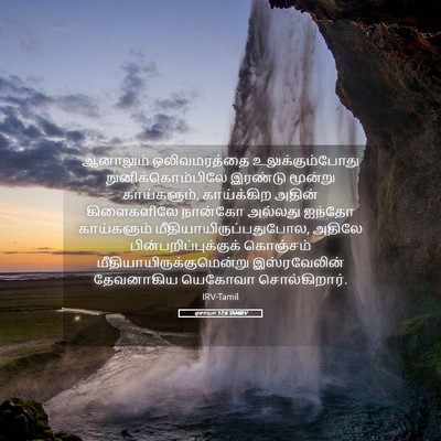 Picture 05 - ஏசாயா 17:6 TAMIRV - ஆனாலும் - Bible Verse Picture