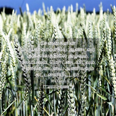 Picture 05 - ஏசாயா 22:12 TAMIRV - சேனைகளின் - Bible Verse Picture