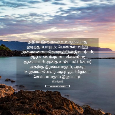 Picture 05 - ஏசாயா 27:11 TAMIRV - அதின் கிளைகள் - Bible Verse Picture